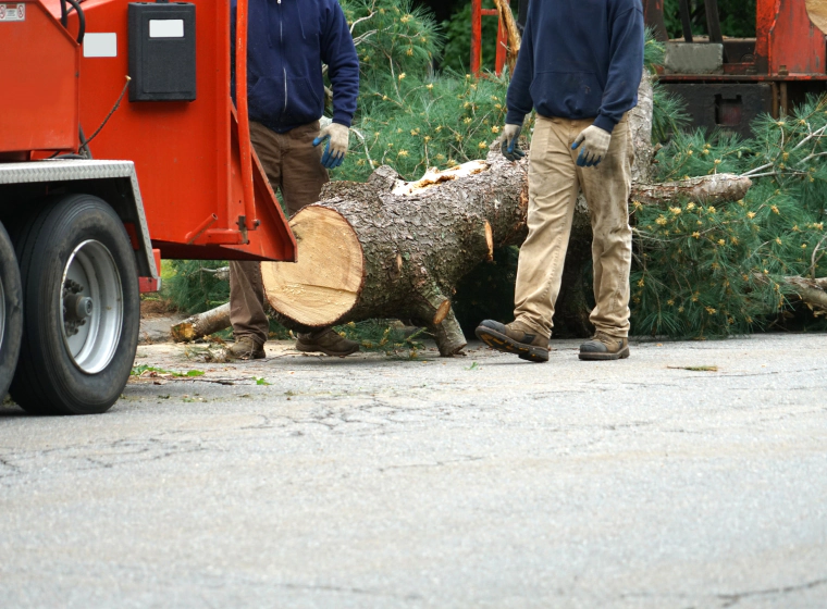 emergency removal of fallen trees